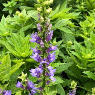 Close-up of blue flower spike surrounded by green leaves