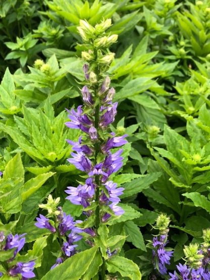 Close-up of blue flower spike surrounded by green leaves