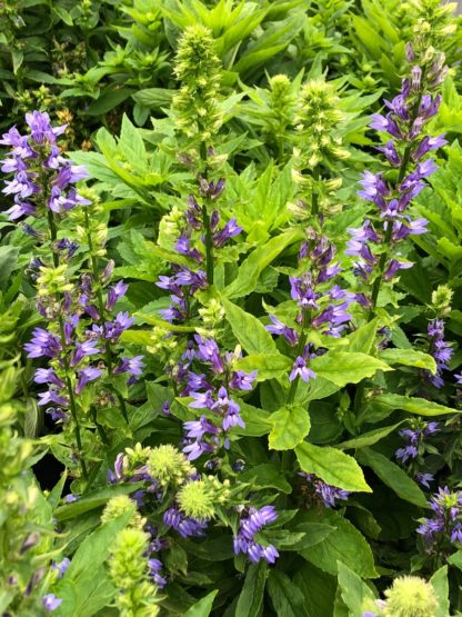 Close-up of blue flower spikes surrounded by green leaves