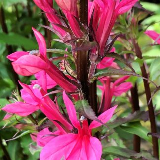 Close-up of bright-pink flowers on tall stem