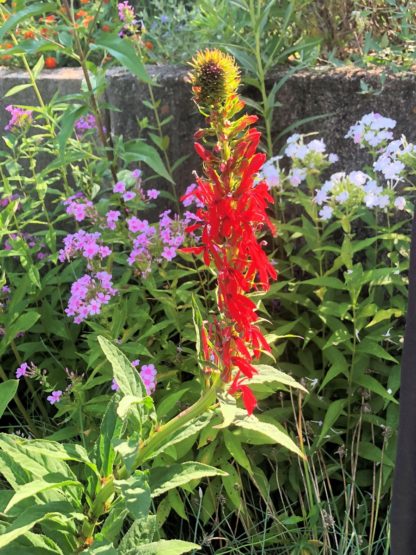 Close-up of red flower spike surrounded by green leaves in garden with pink and white flowers in front of wall