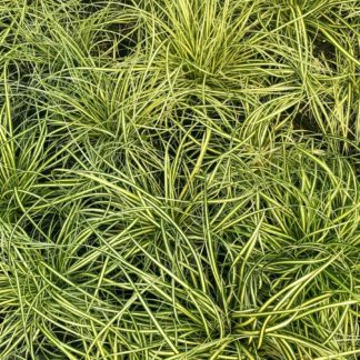 Close-up of grass with green and yellow striped blades