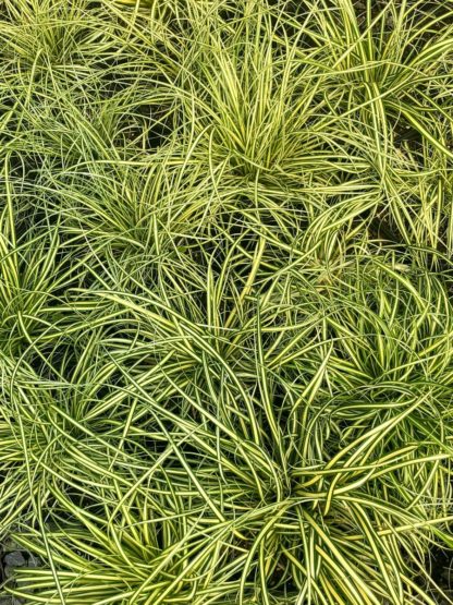 Close-up of grass with green and yellow striped blades