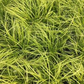 Close-up of grass with green and yellow striped blades