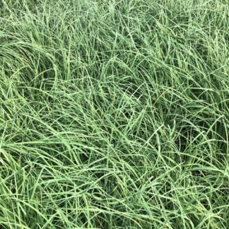 Close-up of grass with greenish-blue blades