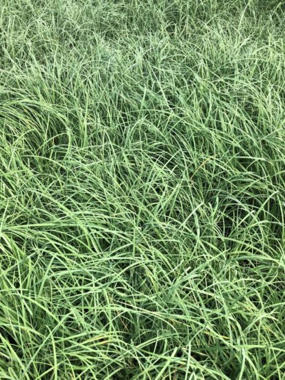 Close-up of grass with greenish-blue blades