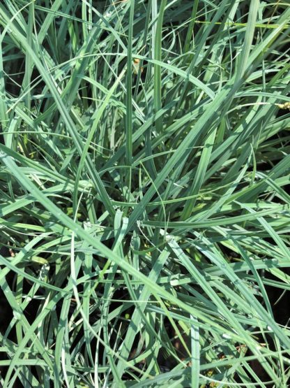 Close-up of grass with greenish-blue blades