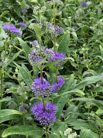 Clusters of puffy blue flowers surrounded by green leaves