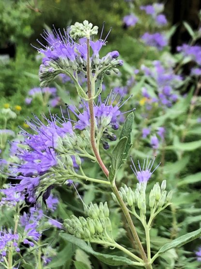 Clusters of puffy blue flowers surrounded by green leaves