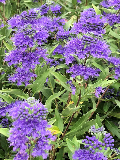 Clusters of puffy blue flowers surrounded by green leaves