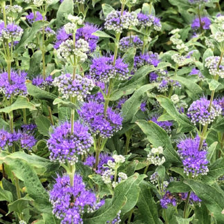 Clusters of puffy blue flowers on tall stems surrounded by green leaves