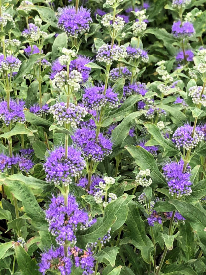 Clusters of puffy blue flowers on tall stems surrounded by green leaves