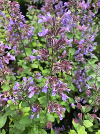 Close-up of purple-blue flower spikes surrounded by green leaves