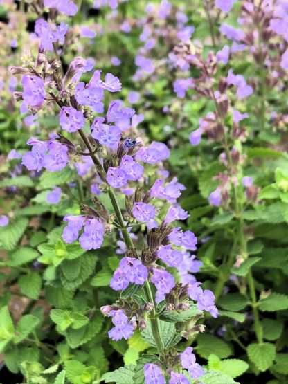 Close-up of purple-blue flower spikes surrounded by green leaves