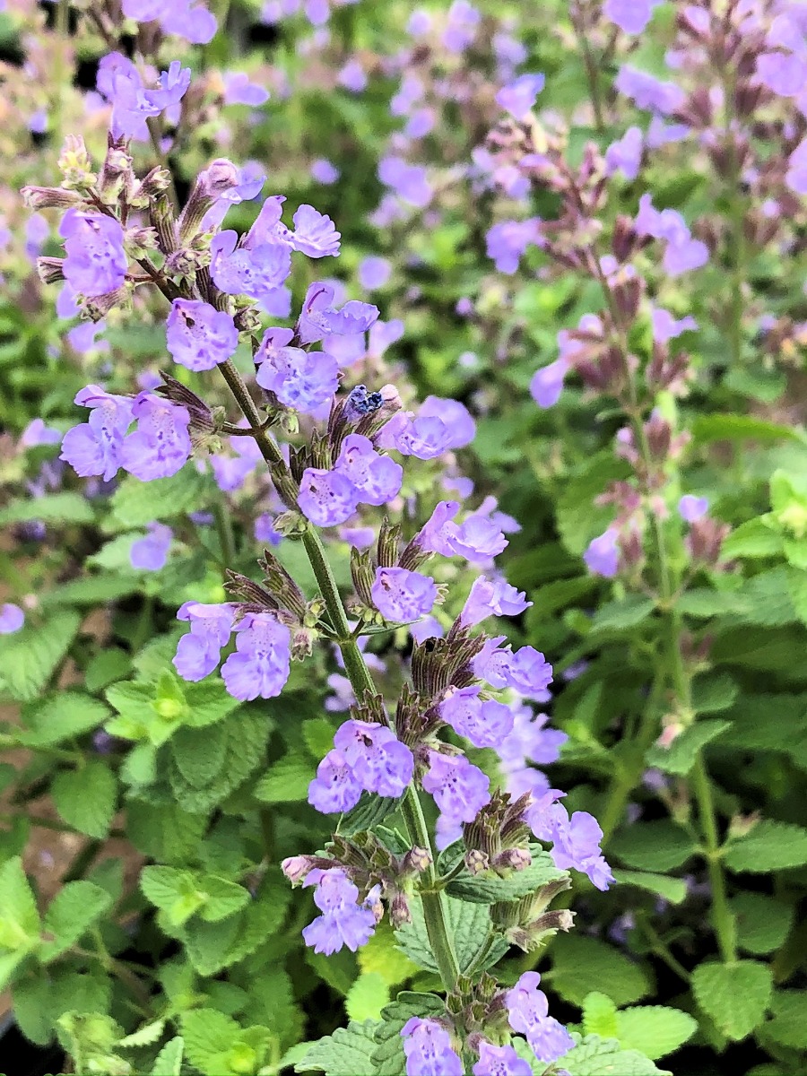 Buy Cat's Pajamas Catmint, Nepeta