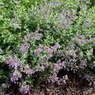 catmint junior by path