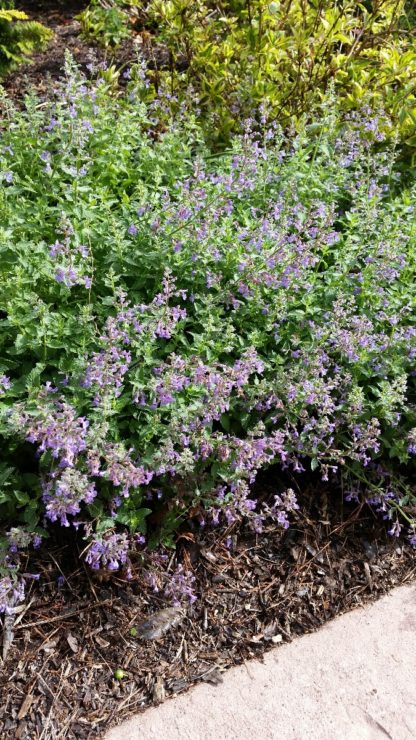 catmint junior by path