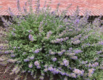 Sprays of spiky, blue flowers cover a green perennial planted in front of brick sidewalk