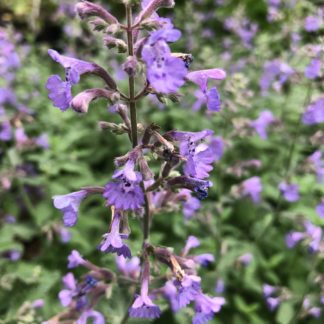 Close-up of tiny blue flowers on an upright stem