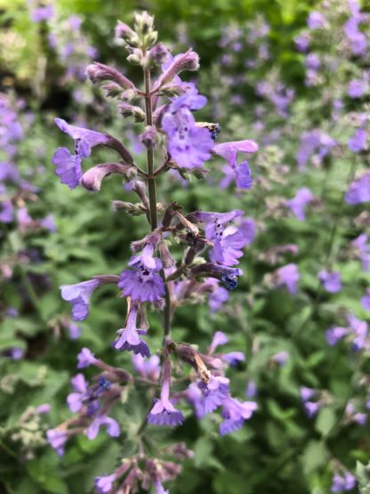 Close-up of tiny blue flowers on an upright stem