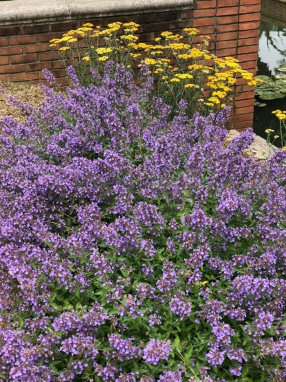 Masses of sprays of purple-blue flowers planted in front of yellow flowers