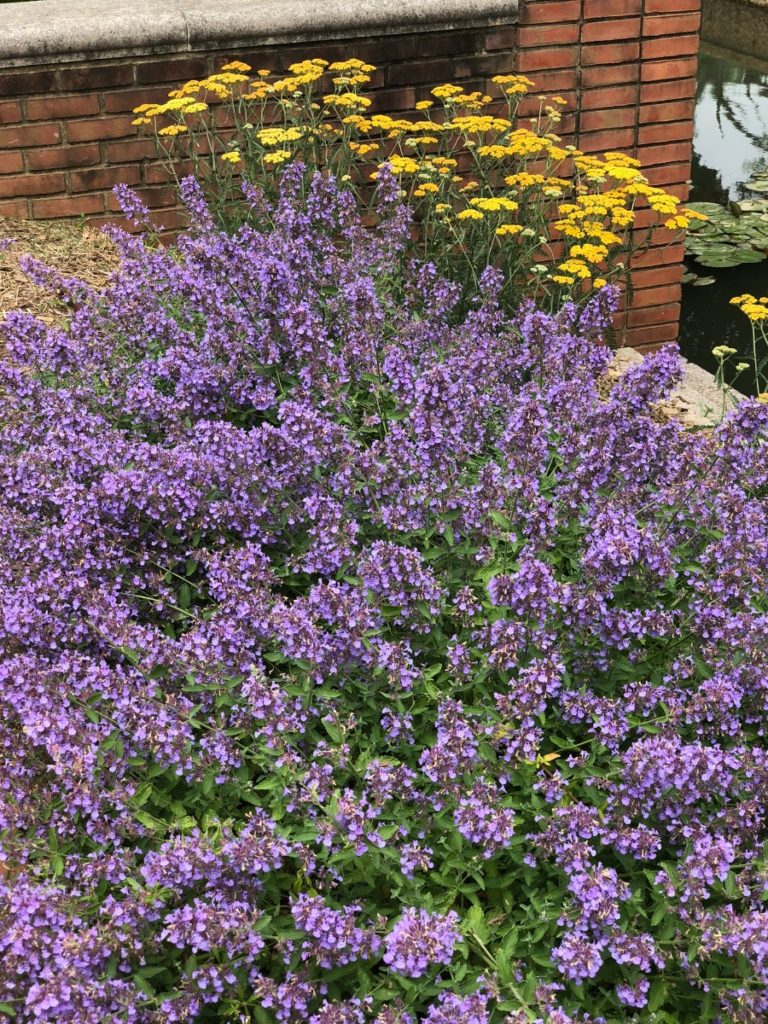 Buy Walker's Low Catmint Plants Nepeta Stadler Nurseries