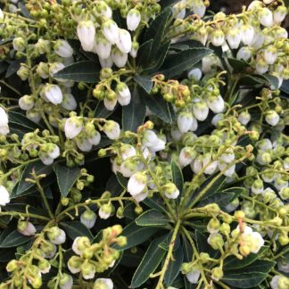 Close-up of tiny, bell-shaped, white flowers and green leaves