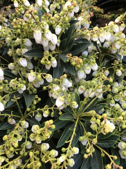 Close-up of tiny, bell-shaped, white flowers and green leaves