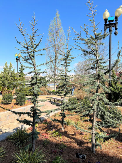 Three wispy, blue-needled, evergreen trees planted in garden with lamppost