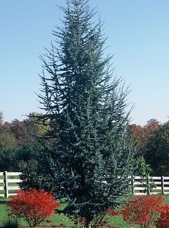 Mature, pyramidal evergreen tree with blue needles planted along fence