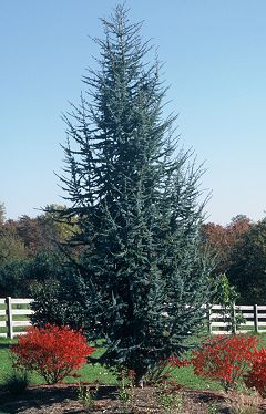 Mature, pyramidal evergreen tree with blue needles planted along fence