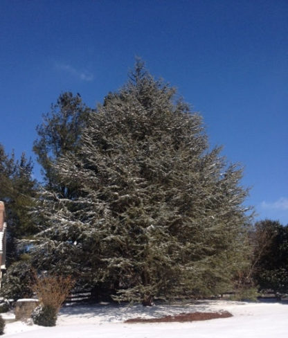 Mature, wide, pyramidal evergreen with blue needles in snow