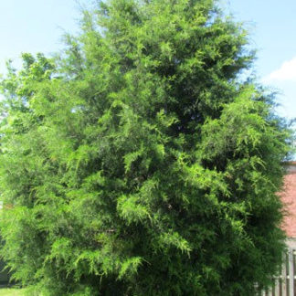 eastern cedar tree