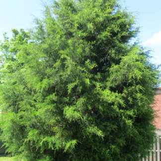 Mature evergreen tree with pyramidal shape and soft, wispy, green needles