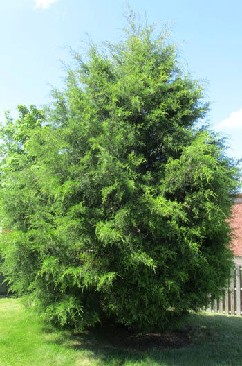 Mature evergreen tree with pyramidal shape and soft, wispy, green needles