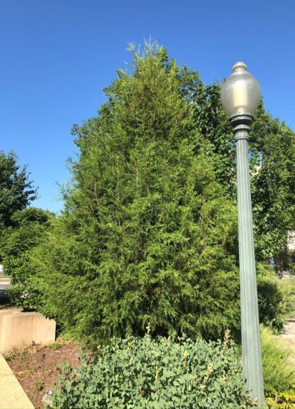 Pyramidal evergreen tree planted in garden with lamppost