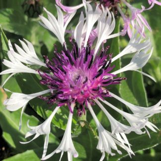 Close-up of large spider-like white flowers with purple centers