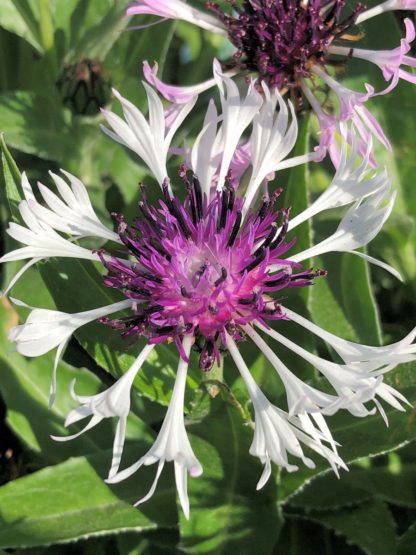 Close-up of large spider-like white flowers with purple centers