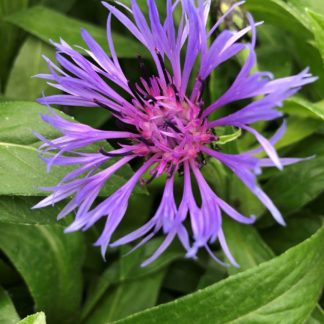 Close-up of large spider-like purple-blue flowers with purple-pink centers