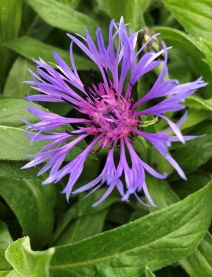 Close-up of large spider-like purple-blue flowers with purple-pink centers