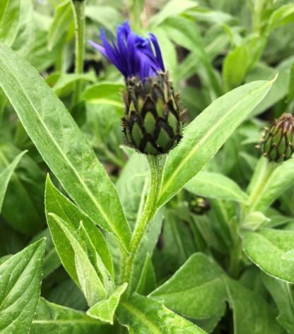Close-up of flower bud with bright blue petals emerging surrounded by green foliage