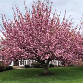 Large tree covered with pink flowers in lawn