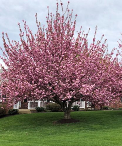 Large tree covered with pink flowers in lawn