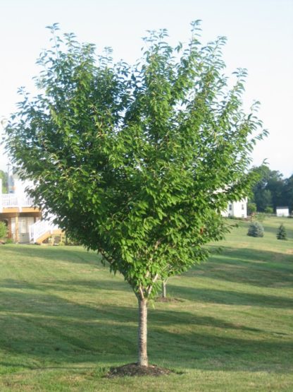 Mature tree with vase shape in yard