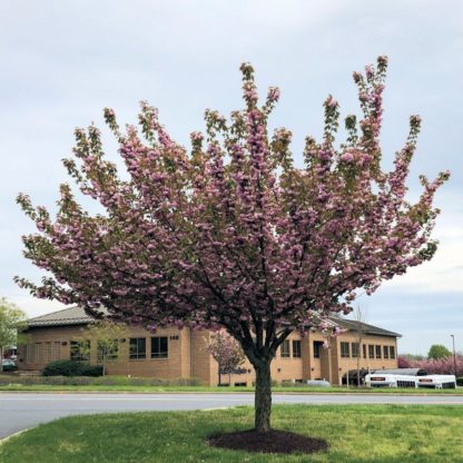 Pink flowers blooming on vase-shaped tree in lawn