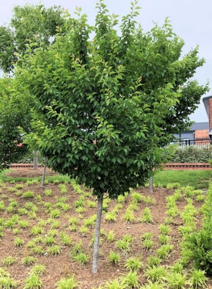 Young tree with vase shape in garden