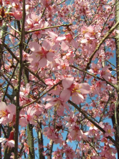 Bright-pink flowers on tree branches