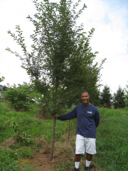man standing next to okame cherry tree