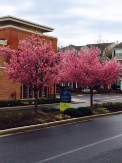 okame cherry trees along sidewalk