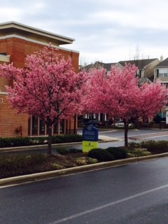 Pink blooming trees along roadside